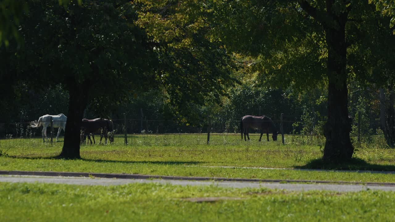 Several horses graze peacefully in a fenced paddock surrounded by trees and sunlight at Jarun Lake in Zagreb, Croatia