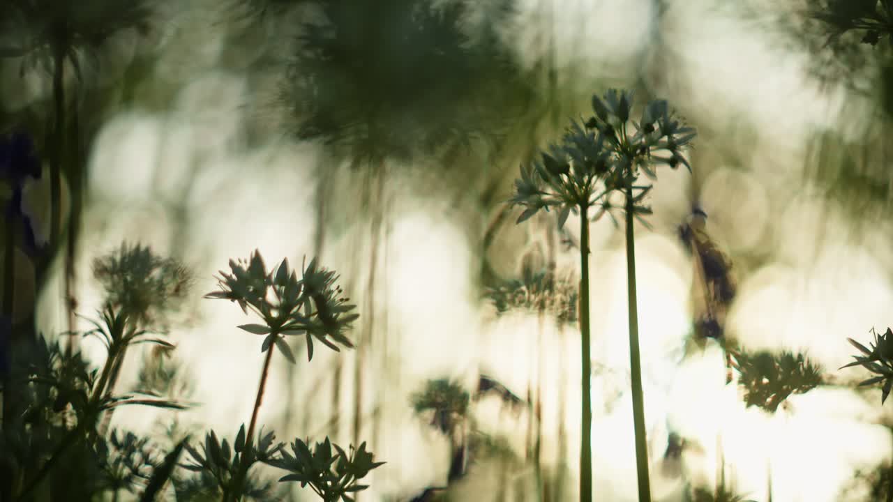 Delicate Wild Flowers in Sunlight