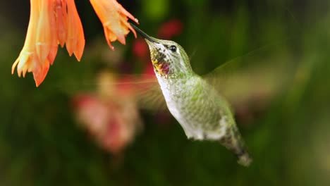 seamless looping hummingbird visiting coralle fuchsia in rain with frog calling in distance