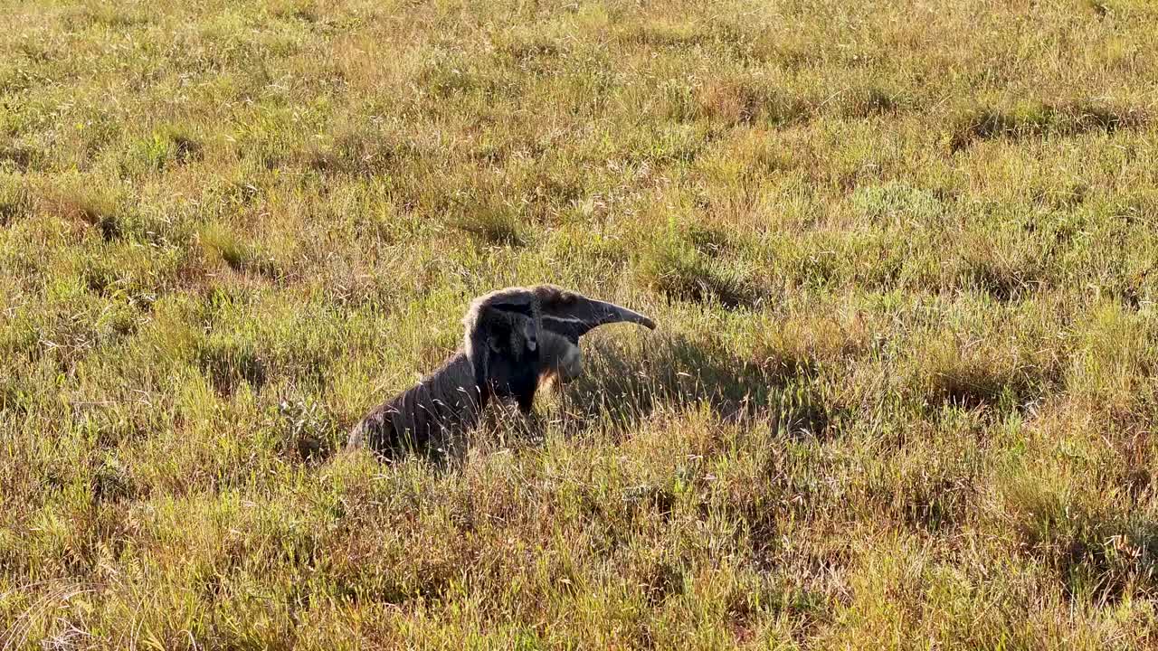 Drone view of a giant anteater, a wild animal released into the wild in a national park in Serra da Canastra