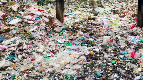 Perros-Callejeros-Deambulando-Por-Un-Vertedero-De-Basura-Y-Plástico.