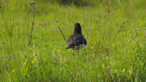 Eurasischer-Austernfischer-Haematopus-Ostralegus-Paläarktischer-Austernfischer-Gescheckter-Austernfischer-Watufervogel,-Texel-Holland