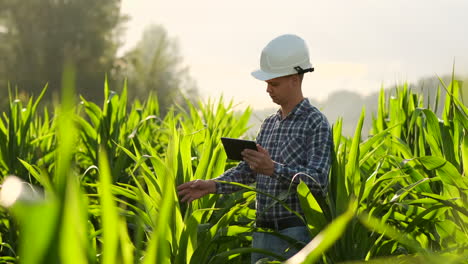 Plan-Intermedio:-Un-Granjero-Con-Una-Tableta-Se-Acerca-A-La-Cámara-Mirando-Las-Plantas-En-Un-Campo-De-Maíz-Y-Presiona-Los-Dedos-En-La-Pantalla-De-La-Computadora.-Concepto-De-Agricultura-Moderna.