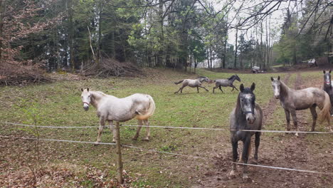 caballos en un pasto del bosque cercado - 2 sementales persiguiéndose