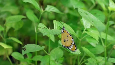 orange butterfly pattern on green leaves in natural garden