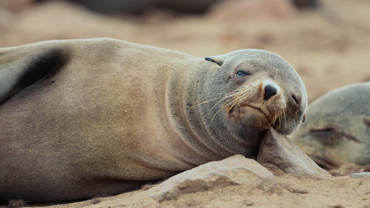 Sleepy Cape Fur Seal