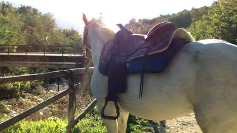 horse ride in cusano