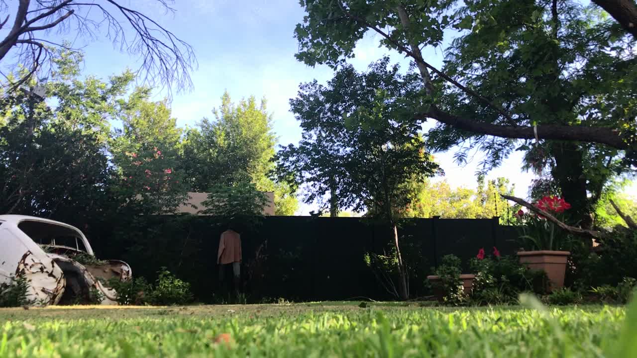 perro corriendo en camara lenta