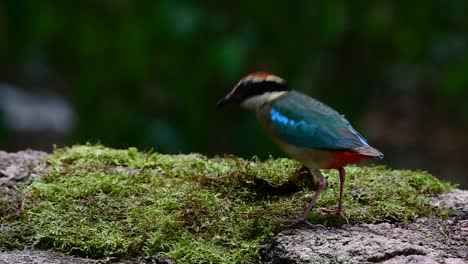 uno de los pittas más buscados y catalogado como una especie vulnerable