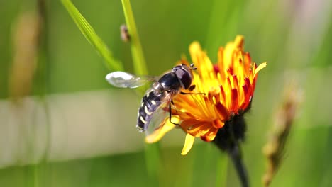 bee collects nectar from flower crepis alpina