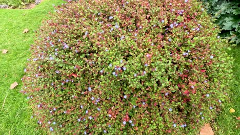 close-up view of a flower bush