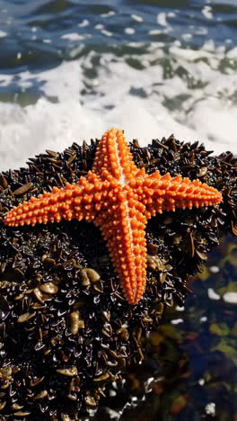 orange starfish on a rocky shore