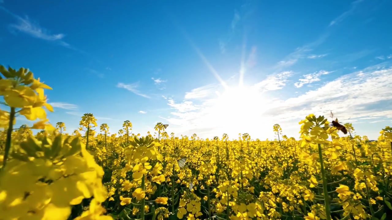 Un vibrante campo di fiori gialli sotto un cielo azzurro brillante all'alba, che cattura l'essenza della bellezza e della vivacità della natura in piena fioritura.