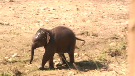 baby elephant runs near the shore line