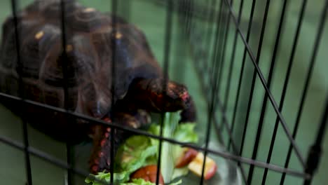 caged pet domesticated turtle eating lettuce, close-up