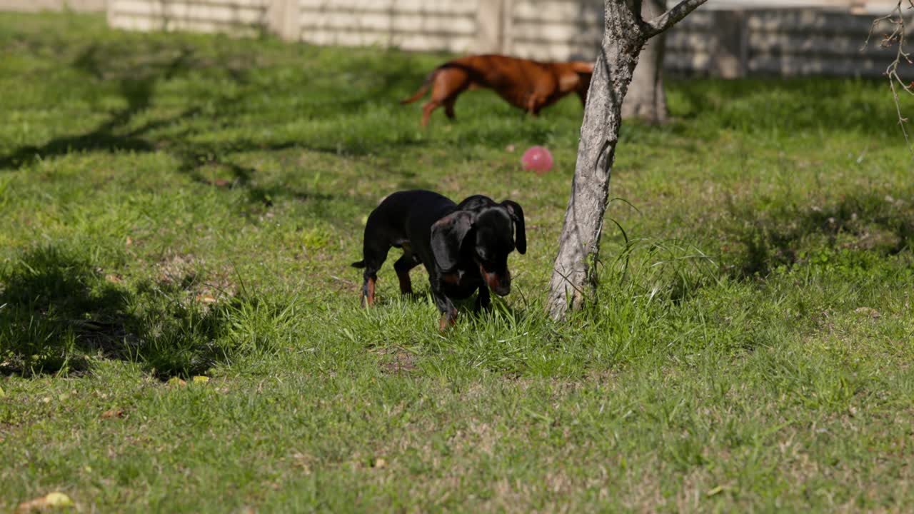 Dachshunds in the yard