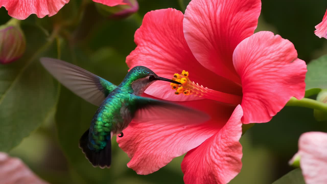 Colibrì che si nutre del nettare di un vibrante fiore di ibisco rosso
