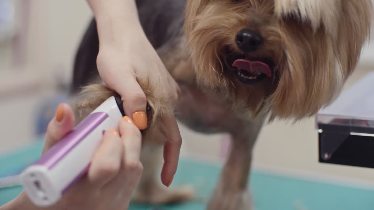 recortando las patas de un adorable cachorro