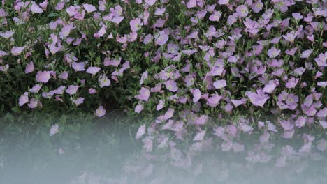 Unveiling-beginning-shot-of-fresh-purple-flowers-inside-a-garden