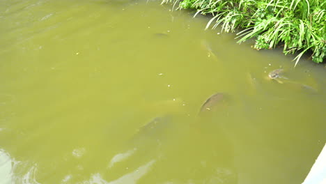 Shadows-of-Carp-fish-glide-through-the-murky-waters-of-a-tranquil-pond,-bordered-by-lush-greenery