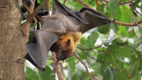 Lyle's-flying-fox-sticking-on-tree-branches-Hanging-his-head-down-to-sleep