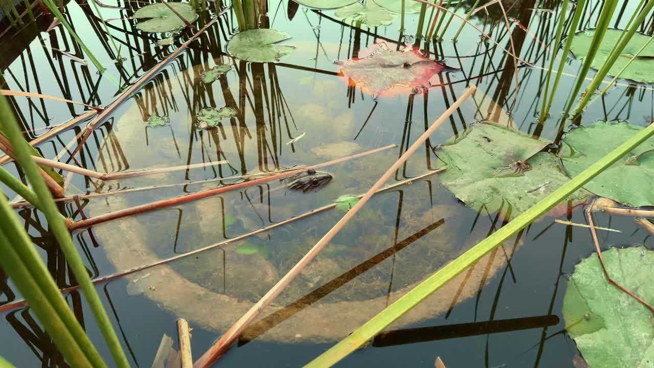 Closeup of Indian bullfrog or Indus Valley bullfrog (Hoplobatrachus tigerinus) enjoying sun in the pond