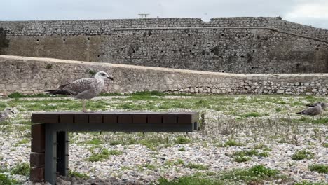 Möwe,-Die-Auf-Einer-Bank-Mit-Einer-Alten-Festung-Im-Hintergrund-Steht