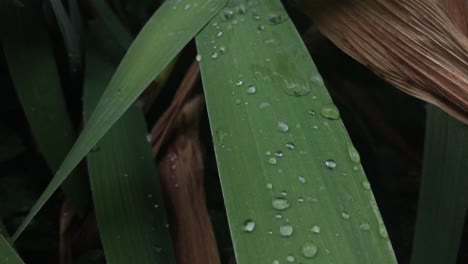 pequeñas gotas de rocío en hojas de color verde oscuro