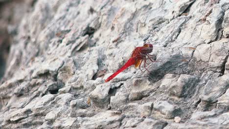 close exterior still shot of red dragon fly on grey rocks flying off then landing again with moving mouth parts and tiny ants in the daytime