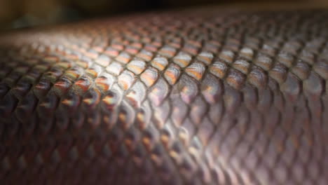 close-up of iridescent fish scales