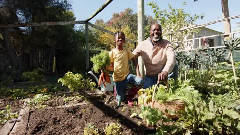 Happy-african-american-grandfather-and-grandson-picking-vegetables-in-sunny-garden,-slow-motion