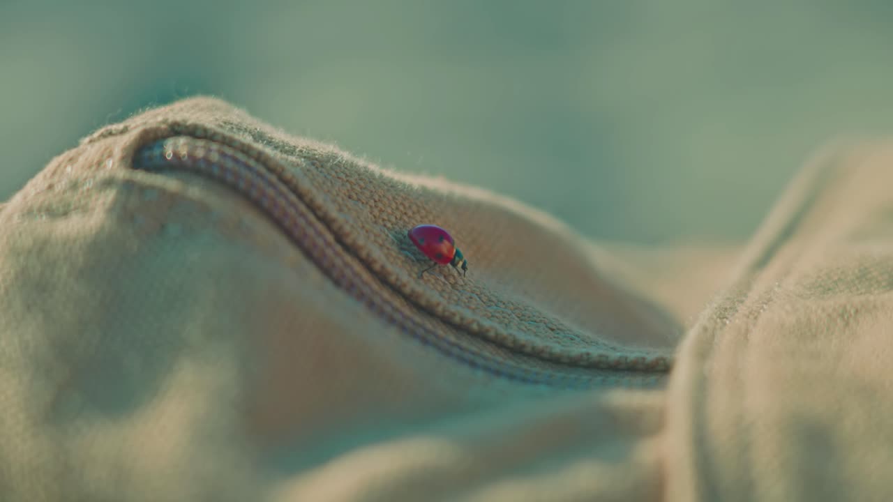 Ladybug crawling over a backpack