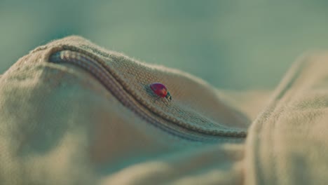 mariquita arrastrándose sobre una mochila