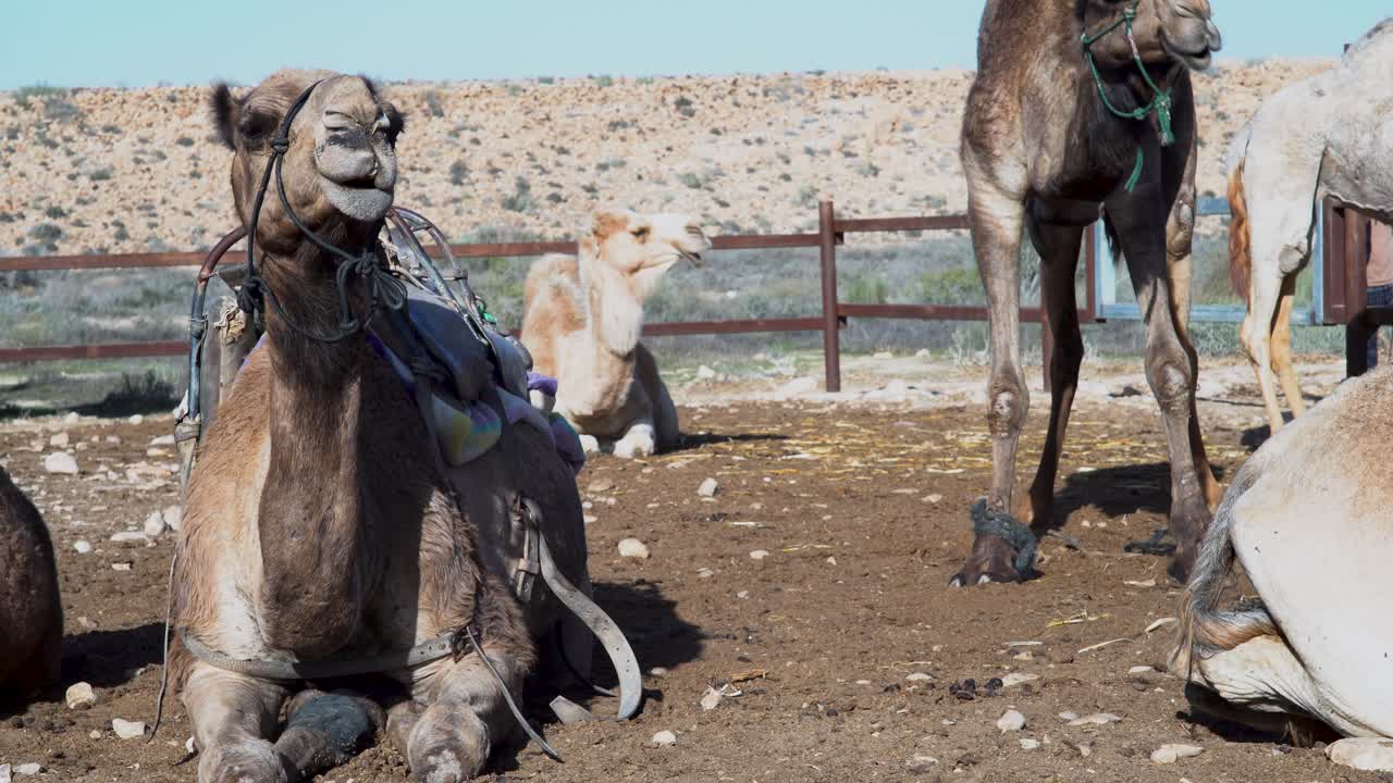 camello marrón se levanta y otros camellos permanecen sentados en el suelo en una granja del desierto
