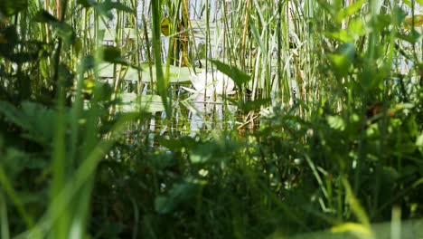 Hermosa-Flor-De-Nenúfar-Rodeada-De-Un-Ambiente-Duro---Juncos-Y-Otras-Plantas