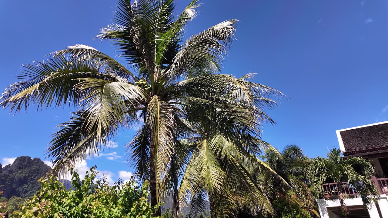 Coconut Palm Tree With Green Coconuts Against Blue Sky In Vang Vieng Laos Tropical Landscape With Mountains And Lush Vegetation