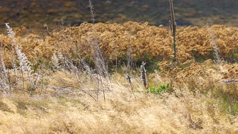 golden grasses, reeds, and weeds sway vigorously in strong wind near lake tekapo. daylight highlights natural textures. static camera captures dynamic plant movement