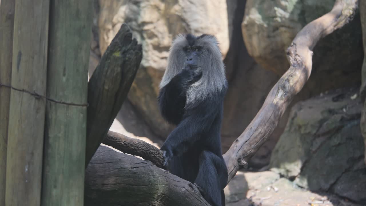 Lion-tailed macaque sitting on log in enclosure, sucks finger