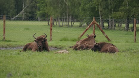 small herd of young bison lie content in