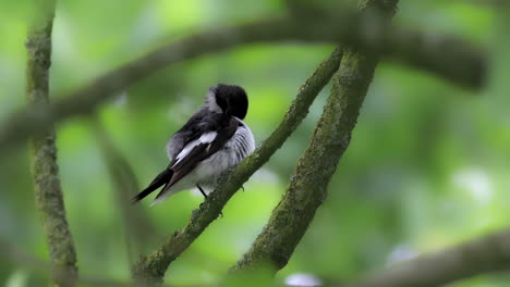 A-hybrid-flycatcher-preening-in-a-bush