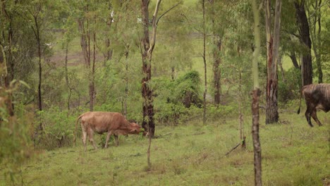 el ganado comiendo hierba en el bosque australiano bajo una lluvia suave con luz suave