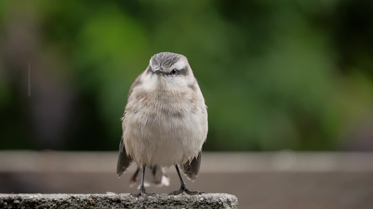 Chalk-browed Mockingbird (Mimus saturninus) fluffing Its wet feathers on a rainy day in slow motion.