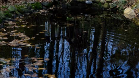 Seeherbst-Im-Wald