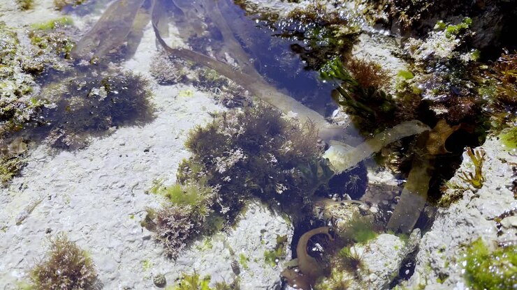 Marine Life and Algae in Close Up Footage of Seabed in Sanxenxo Spain