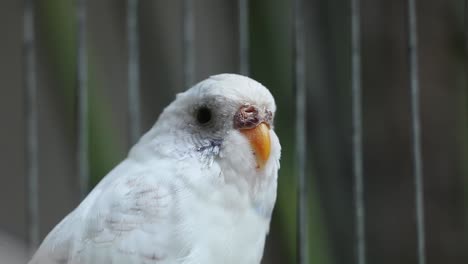 female budgie in cage looks like it is talking