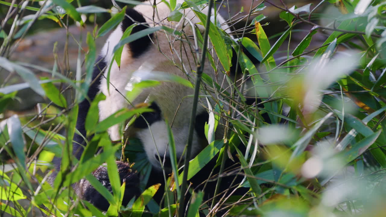 Panda Gigante Faminto Comendo Bambu no Santuário de Pandas de Dujiangyan Perto de Chengdu, China. Close-up.