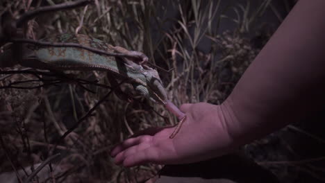 chameleon feeding in captivity with handlers in slow motion