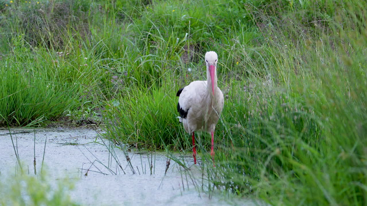 White stork standing at the edge of a calm pond surrounded by lush green vegetation.
