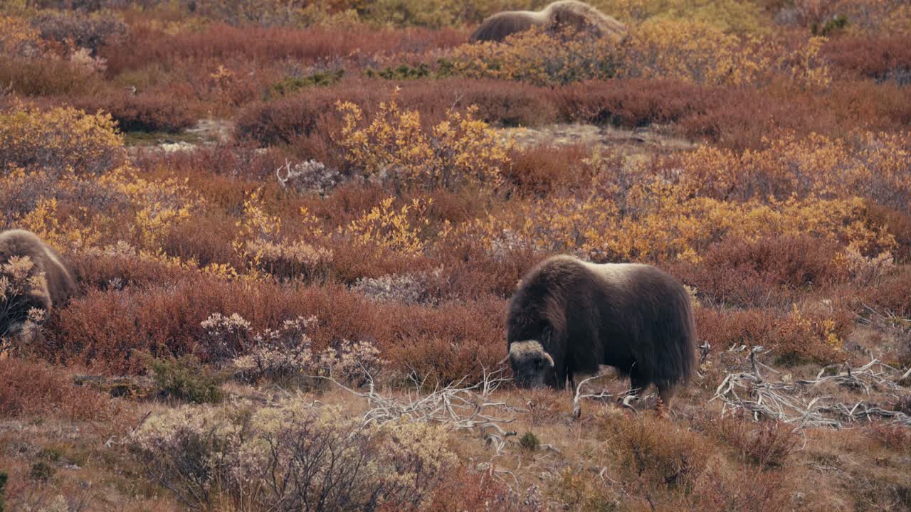 muskoxen alimentándose de tundra en otoño en dovrefjell, noruega - ancho