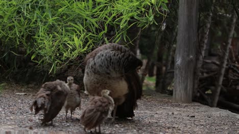 Female-India-blue-green-peafowl-mommy-peacock-with-her-baby-peachicks-cinematic-pan-shot-outdoor-wild-exotic-creatures-peahen